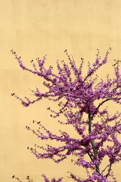 stock image Cherry tree