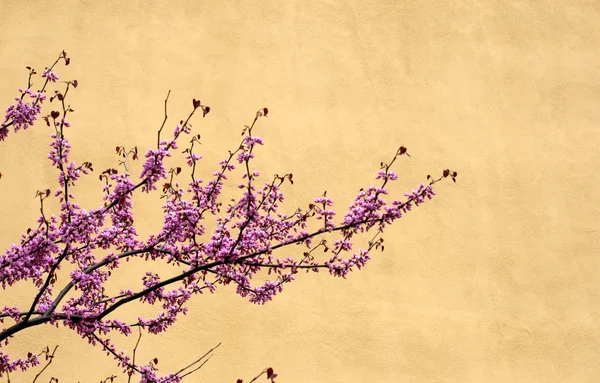 stock image Cherry tree