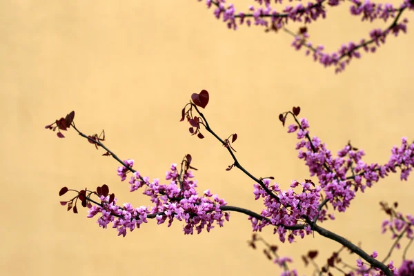 stock image Cherry tree