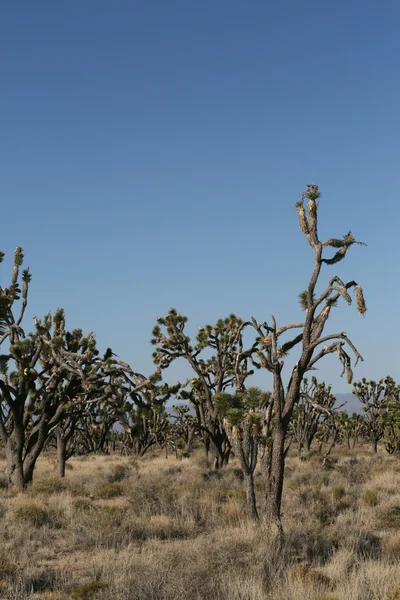 Деревья Джошуа в пустыне Мохаве — стоковое фото