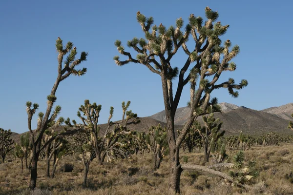 在莫哈韦沙漠中的约书亚树 — 图库照片
