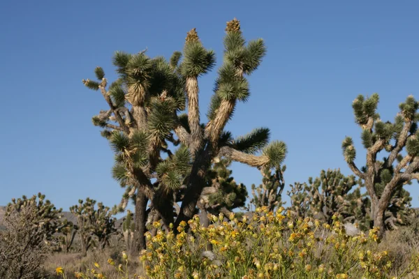 Joshua träd i Mojaveöknen — Stockfoto
