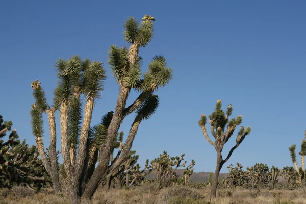 Joshua trees in Mojave Desert — Stock Photo, Image