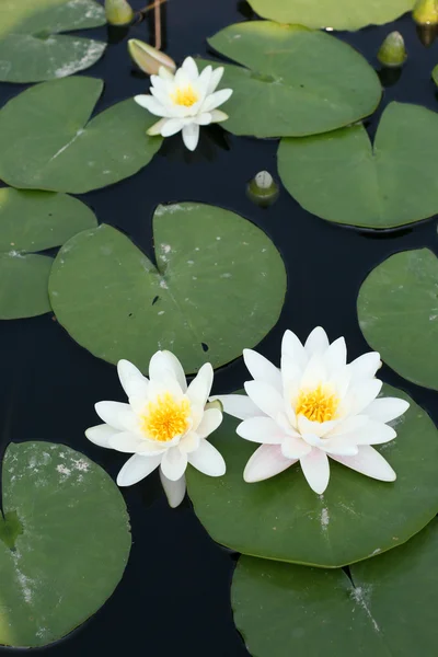 stock image Water lilies