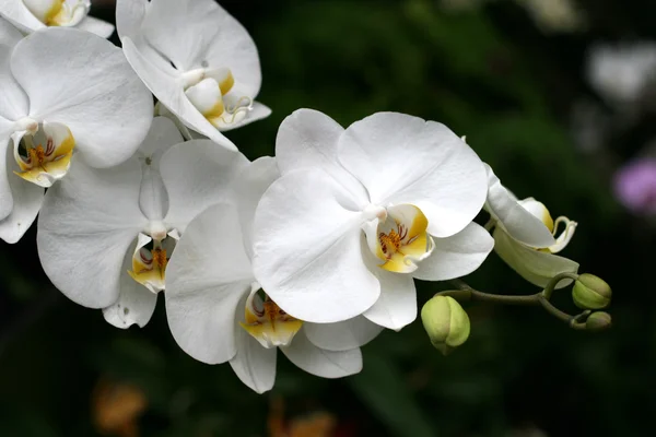 Orchideák Stock Kép