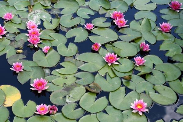 stock image Water lilies