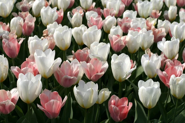 Tulpen — Stockfoto