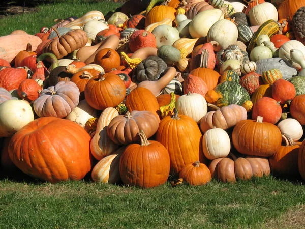 stock image Pumpkins and gourds