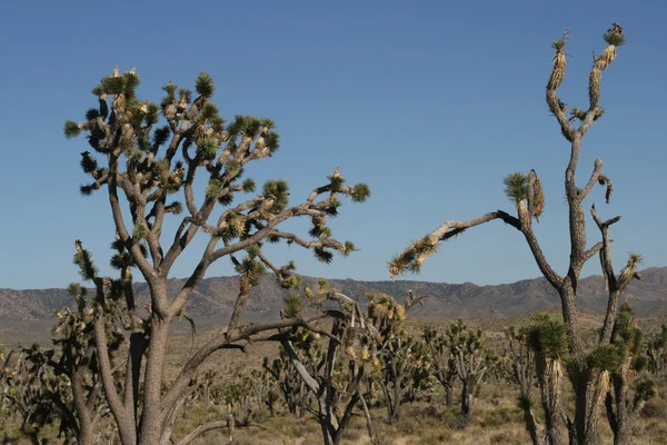Joschua-Bäume in der Mojave-Wüste — Stockfoto