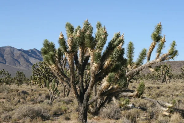 Joshua árboles en el desierto de Mojave — Foto de Stock