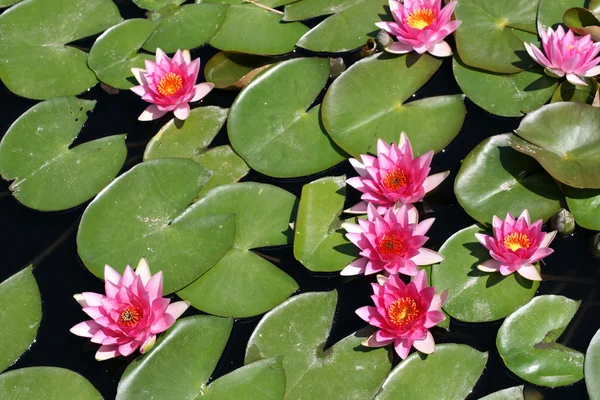 stock image Water lilies