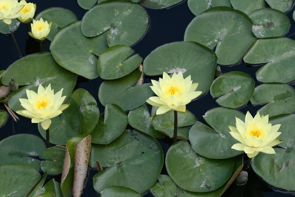 stock image Water lilies