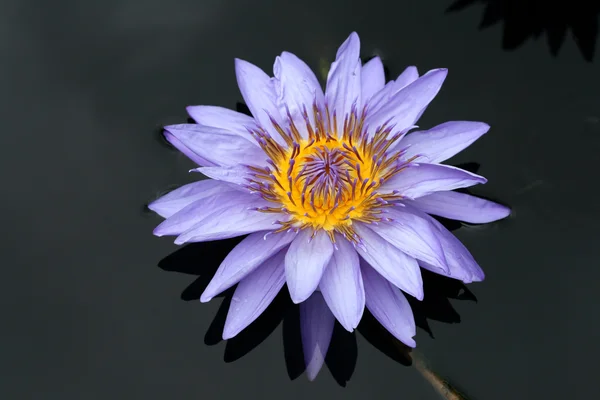 stock image Water lily