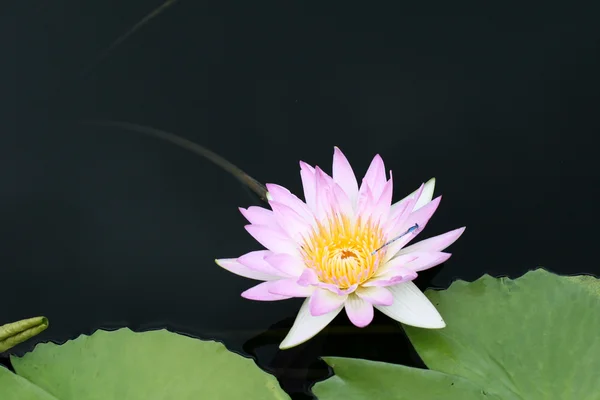 stock image Water lily