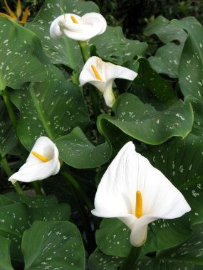 calla-zambak