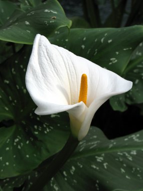 calla-zambak