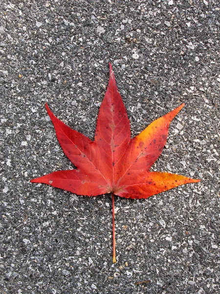 Leaf on asphalt — Stock Photo, Image