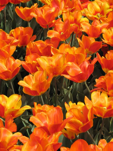 stock image Tulips