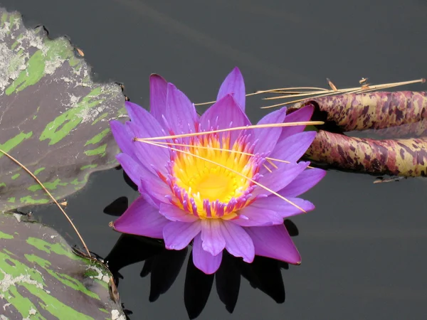 stock image Water lily