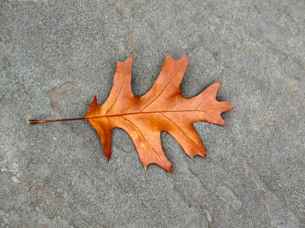 Oak leaf on asphalt — Stock Photo, Image