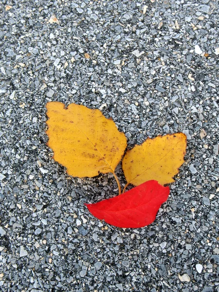Leaves on asphalt — Stock Photo, Image