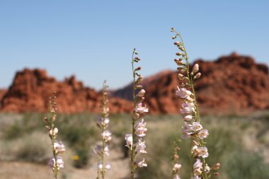 Valley of Fire Nevada