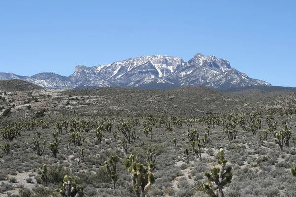 Montañas de primavera Nevada —  Fotos de Stock