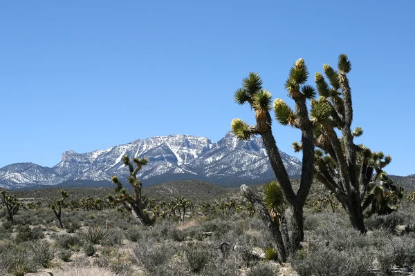 Montañas de primavera Nevada — Foto de Stock