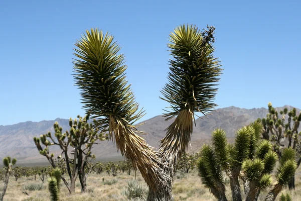 Joshua arbres dans le désert de Mojave — Photo