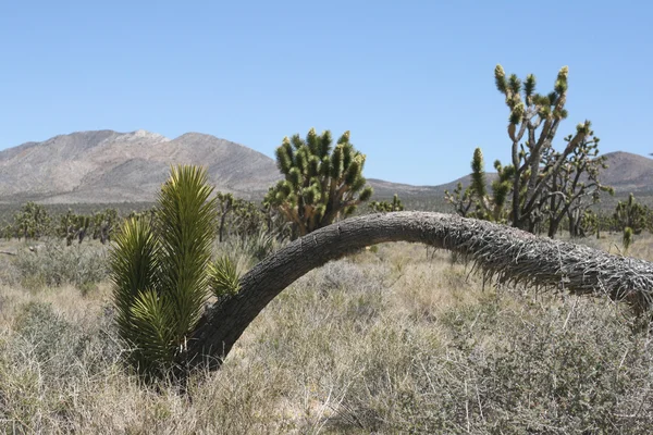 Джошуа дерева в пустелі Мохаве — стокове фото