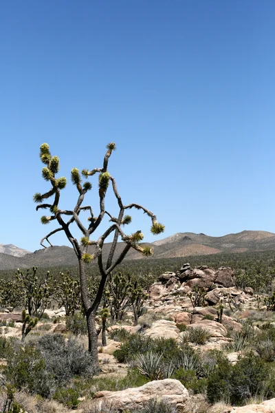 Josué árvores no deserto de Mojave — Fotografia de Stock