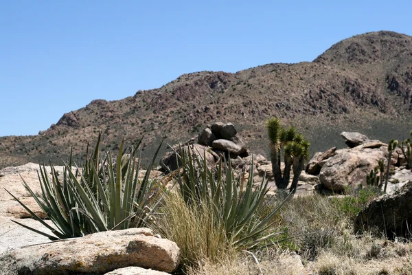 Joshua árboles en el desierto de Mojave —  Fotos de Stock