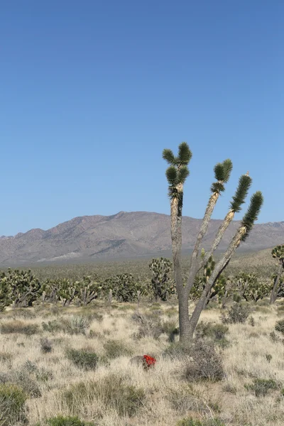 Joshua trees in Mojave Desert — Stock Photo, Image