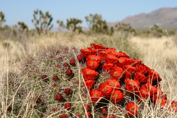 Весна в пустыне Мохаве — стоковое фото