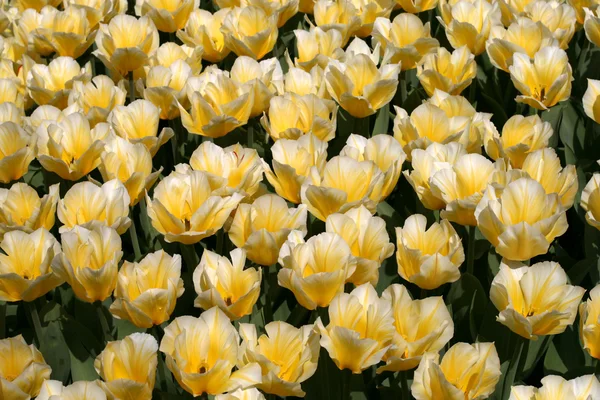 stock image Tulips