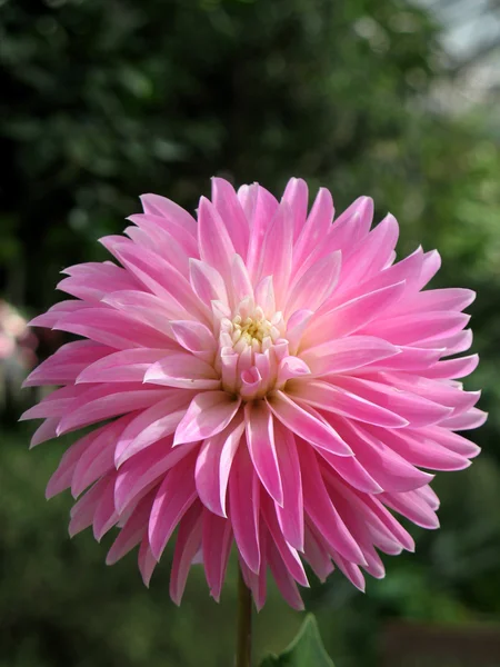 stock image Dahlia