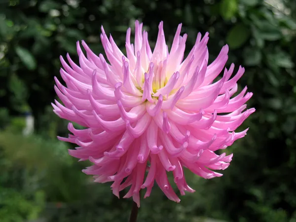 stock image Dahlia