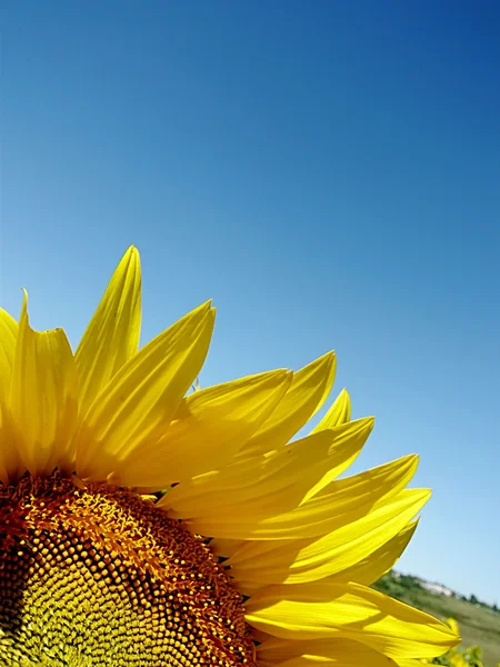 Соняшник над блакитним небом — стокове фото