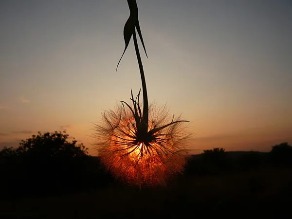 Ein Löwenzahn unter dem Himmel des Sonnenuntergangs — Stockfoto