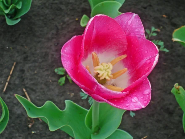핑크 tulipe — 스톡 사진