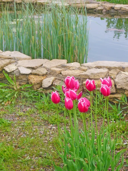 Tulipes rosso in giardino — Foto Stock