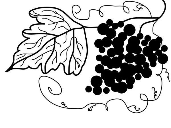 Ilustração da uva —  Vetores de Stock