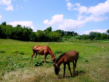 paarden op groene weide