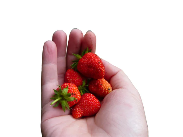 Ręka z czerwonym truskawka — Zdjęcie stockowe