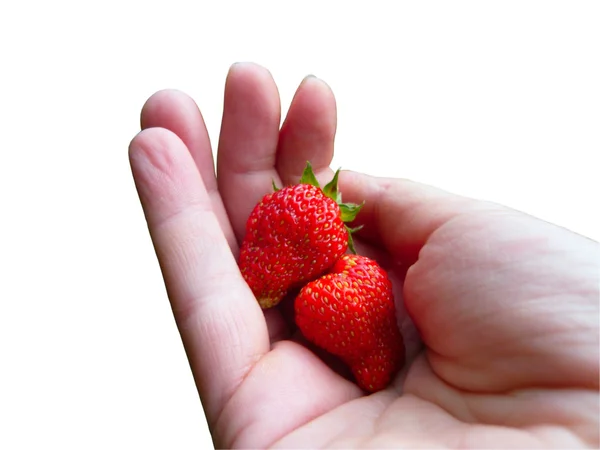 Ręka z czerwonym truskawka — Zdjęcie stockowe