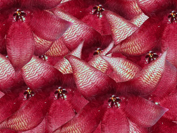 Strauß von Kakteenblüten — Stockfoto