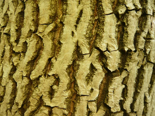 Texture des arbres — Photo