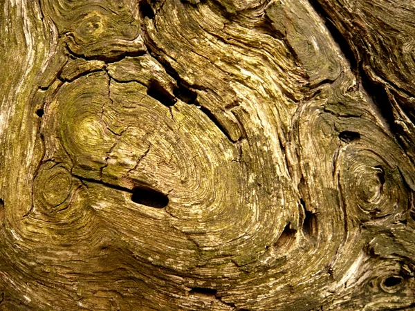 Texture de l'arbre — Photo