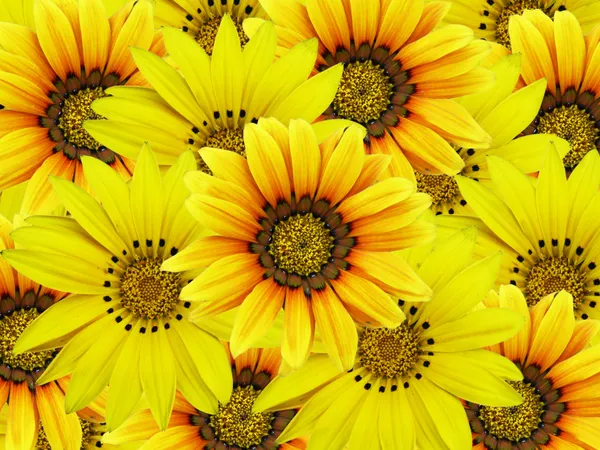 Sárga virágcsokor — Stock Fotó