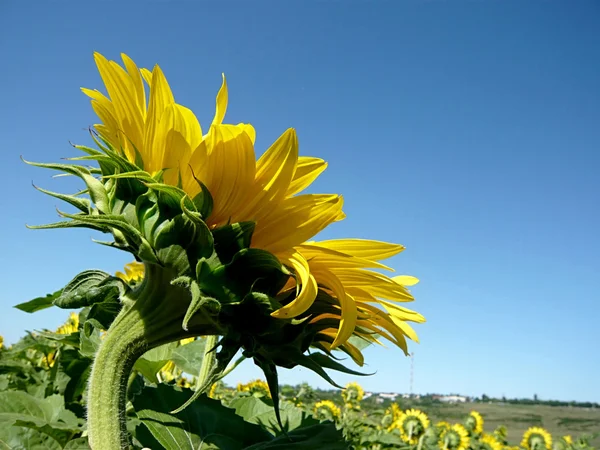 Sonnenblumenfeld über blauem Himmel — Stockfoto
